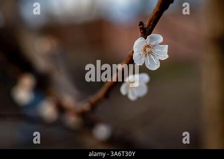 open white cherry blossom, in focus with blurred background with branches and other flowers, on a sunny spring day Stock Photo