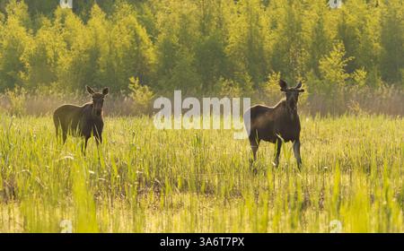 Two Elk or Moose (Alces alces) bulls standing in the reeds at sunrise in summer. Stock Photo