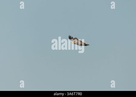 White-tailed eagle (Haliaeetus albicilla) flying in the sky in summer. Stock Photo