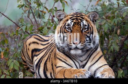 Tiger (Panthera tigris) portrait of a male, sat down, looking at the camera, looking at me, Ranthambhore National Park, Rajasthan, India. Stock Photo