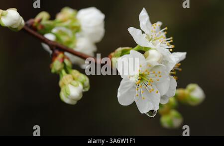 Buds of a cherry tree Stock Photo