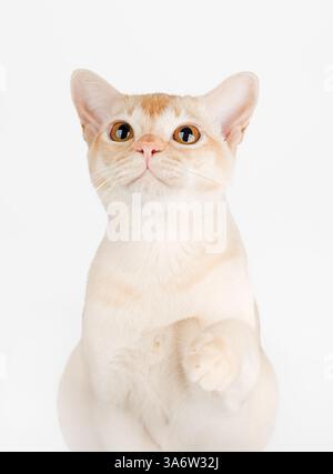 Burmese cream cat on white background with raised paw. Pedigree cat for advertising. Stock Photo