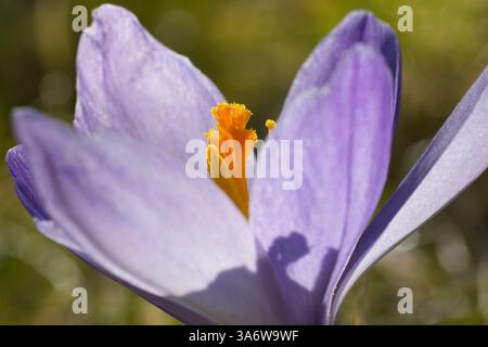 Elfenkrokus, Elfen-Krokus, Dalmatiner Krokus, Krokusse, Crocus tommasinianus, Woodland crocus, Tomasini's crocus, 'Tommies' Stock Photo