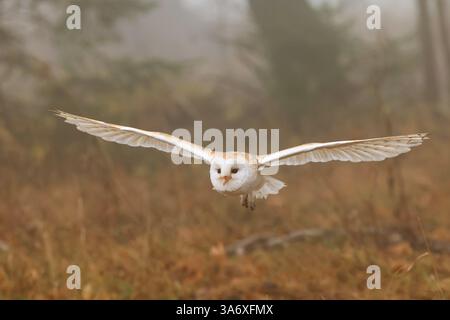 Barn owl (Tyto alba), in flight, Czech Republic, Klatovy Stock Photo