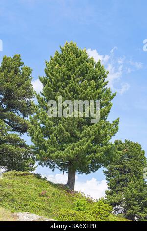 Swiss stone pine, arolla pine (Pinus cembra), habit, Germany, Bundesrepublik Deutschland Stock Photo