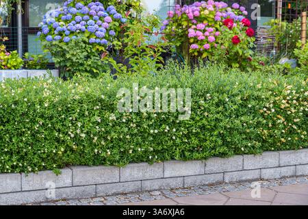 laurel tree plant Bay Laurel Tree (Laurus nobilis) – Bay Leaf Plant Los Angeles main image 0