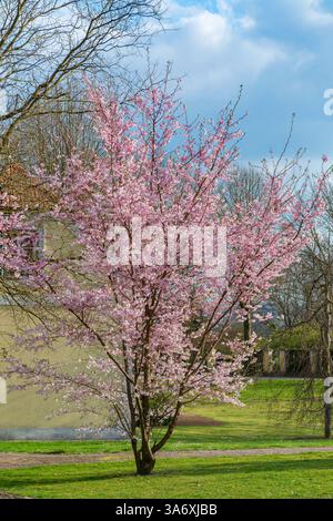 Oriental cherry, Japanese cherry (Prunus serrulata), flowering, variety Accolade, Europe, Bundesrepublik Deutschland Stock Photo