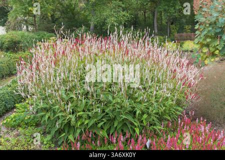 water smartweed (Persicaria amplexicaulis 'Alba', Persicaria amplexicaulis Alba, Polygonum amplexicaule, Bistorta amplexicaulis), cultivar Alba, Europ Stock Photo