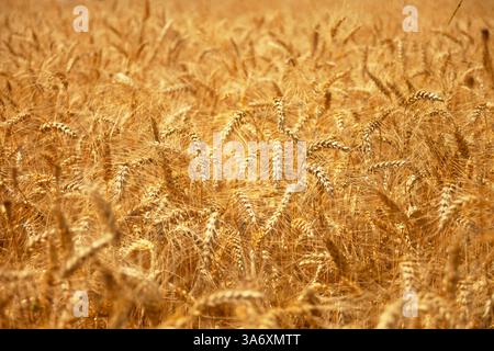 Background of triticale ears in the field, summer view Stock Photo