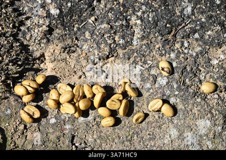 Green coffee beans in Idukki, the raw, unroasted seeds of the coffee cherry in India, Asia Stock Photo