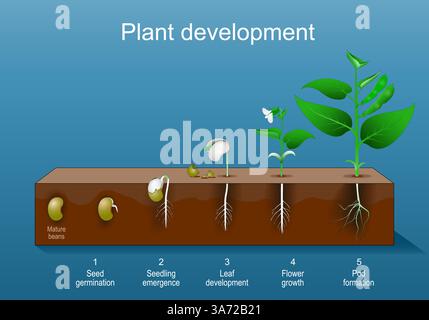Plant development. Beans Seed germination and Leaf development to Flower growth and  Pod formation. Vector illustration Stock Vector