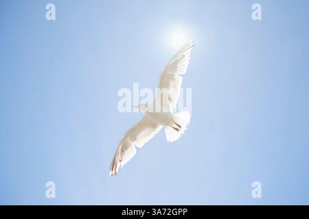 Low angle view of seagull flying against clear sky Stock Photo