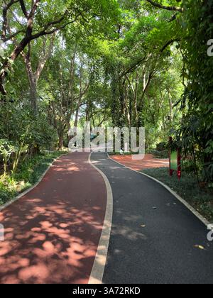 A curving path through a vibrant green forest, inviting exploration and peaceful enjoyment of nature. Stock Photo
