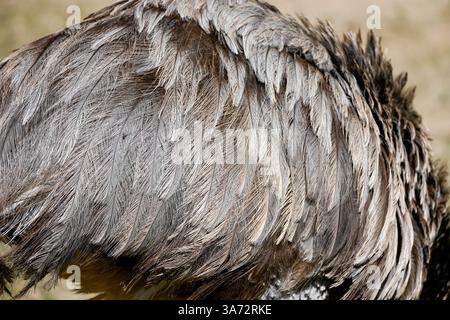 Close-up of the rhea's gray plumage. Stock Photo
