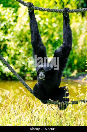 A siamang hangs on a rope in front of a green background. Monkey close-up. Symphalangus syndactylus. Stock Photo