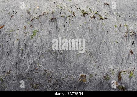 Close up view of intriguing patterns created by receding water on a black sand beach in Iceland, adorned with scattered seaweed Stock Photo