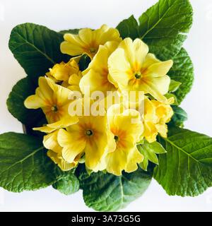 Beautiful yellow primrose flowers isolated on a white background. Spring flowers. Directly above. Stock Photo