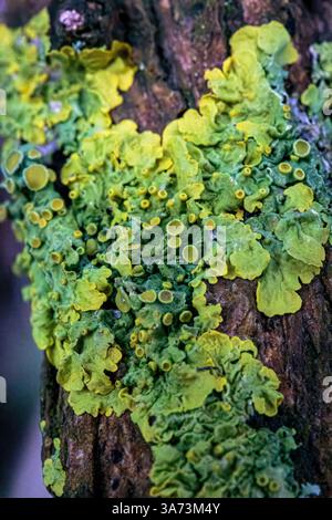 Macro Image of Lichen growing on a tree branch Stock Photo