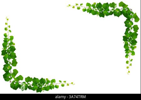 vine frame leaf vine isolates on a white background Stock Photo