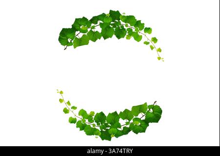 vine frame leaf vine isolates on a white background Stock Photo