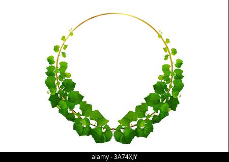 vine frame leaf vine isolates on a white background Stock Photo