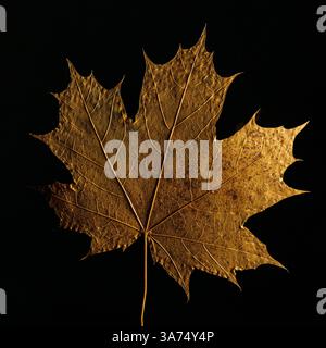 Golden Maple Leaf on Dark Background Highlighting Intricate Veined Texture Stock Photo