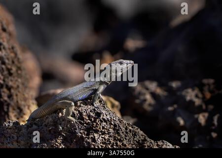 Boettger's Lizard (Gallotia caesaris caesaris) male basking on volcanic rock Stock Photo