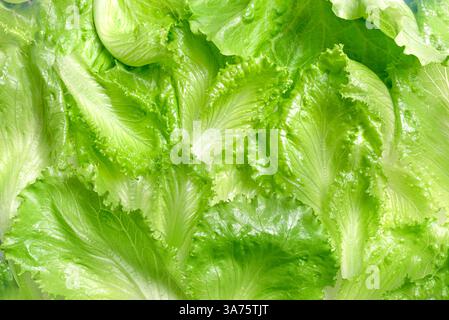 Lettuce leaves as background, design elements. Fresh green  texture of lettuce salad leaf. Stock Photo