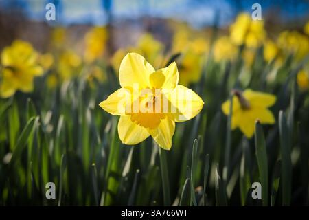 A large clump of early Spring yellow Daffodils (Narcissus Psuedonarcissus) in an English woodland against a backdrop of deciduous trees and blue sky. Stock Photo
