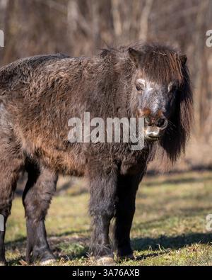 Portrait of Shetland poney or sheltie. Close up of smokey black Shetland poney. Shetland pony (Equus caballus) in field. Stock Photo