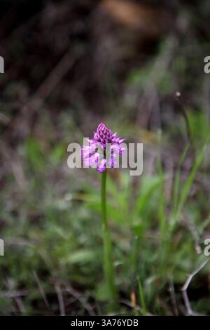 Three Toothed Orchid or Orchis Tridentata wildflower of the Orchidaceae family, Jerusalem Forest, Jerusalem, Israel. Stock Photo