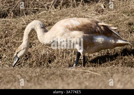 Young swan with predominantly light brown and white feathers standing on a patch of dry, brown grass Stock Photo
