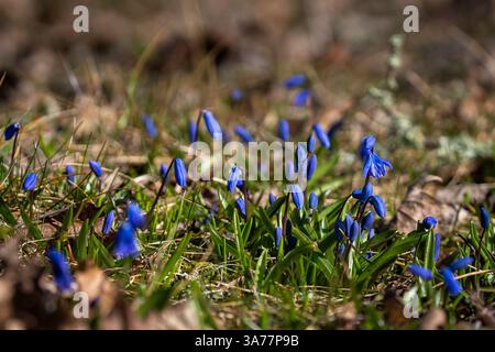 Blue flowers Siberian squill (Scilla siberica). Wood squill,  meadow plant with blue blossom in grass. Spring flower background. Stock Photo