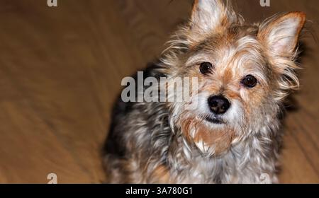 Funny dog on a brown background. Mongrel portrait. Tricolor mongrel dog looks at the camera Stock Photo