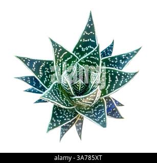 eelhoe aloe vera gel eJove Aloe Vera Skin Gel main image 0