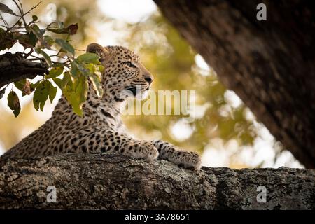 Leopard, Panthera pardus, close-up of a leopard cub. Stock Photo
