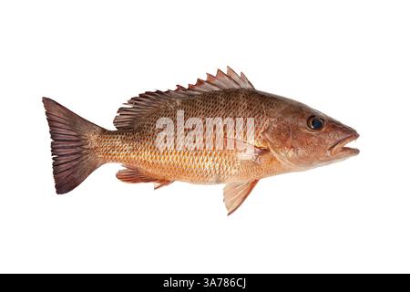Fresh caught mangrove (also known as gray, mango or black) snapper saltwater fish isolated on white background Stock Photo