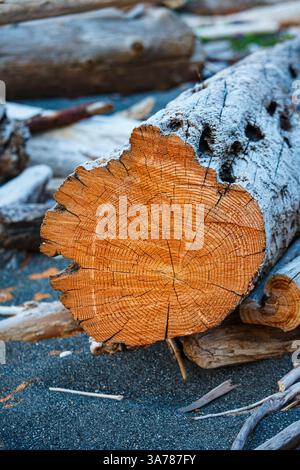 Freshly cut alder tree, cross section of the trunk showing the rings and cracks of the wood. Stock Photo