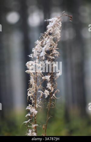 Florals and Nature in Oregon 2024, purple and green Stock Photo