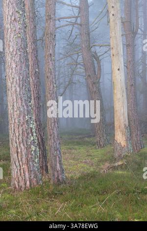 A Scots Pine (Pinus Sylvestris) Woodland on a Foggy Morning, One Tree Trunk Without Bark Stock Photo
