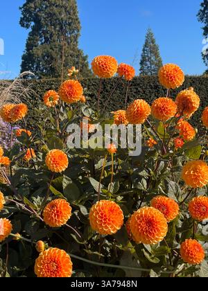 Vibrant orange pompon-style dahlias blooming in an Irish garden on a sunny day. Stock Photo