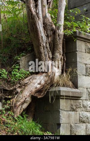 Deciduous tree with large exposed roots growing on top of cut grey stone wall, Montreal, Quebec, Canada. Stock Photo