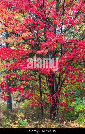 Acer saccharum - Sugar Maple tree in autumn. Stock Photo
