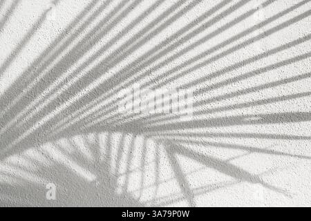 Shadow of palm leaf on white textured background. Mock up of natural overlay lighting shadows leaves. Wall. Template. Stock Photo