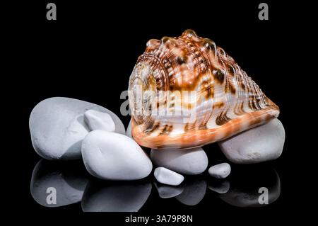 Cypraecassis rufa, Red Helmet Shell, resting on smooth white stones against a black background. The shell glossy surface and ribbed opening contrast w Stock Photo