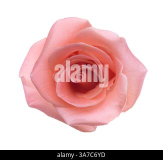 Rose of light coral color isolated on white background. Selective focus. Stock Photo