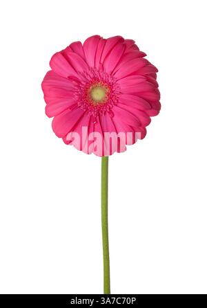 Gerbera flower of magenta color isolated on white background. Stock Photo