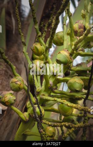 Cluster of young undeveloped coconut fruits growing on a palm tree in a tropical environment Stock Photo
