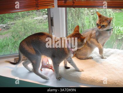 May 15, 2005 - Merrick, New York, U.S. - Singapura cat sisters Minnie, 6, (left) and Daisy, 5, (right) play fight in window seat overlooking backyard of their Long Island home. These healthy pedigreed cats are typical of the affectionate, small, sturdy breed that has big eyes and ears, short sepia agouti fur, and likes to climb up on high surfaces. (Credit Image: © Ann Parry/ZUMAPRESS.com) Stock Photo