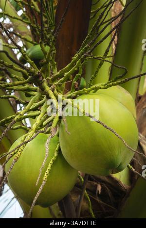 Green coconuts growing in clusters on a tall palm tree, surrounded by vibrant green fronds in a tropical environment. Stock Photo